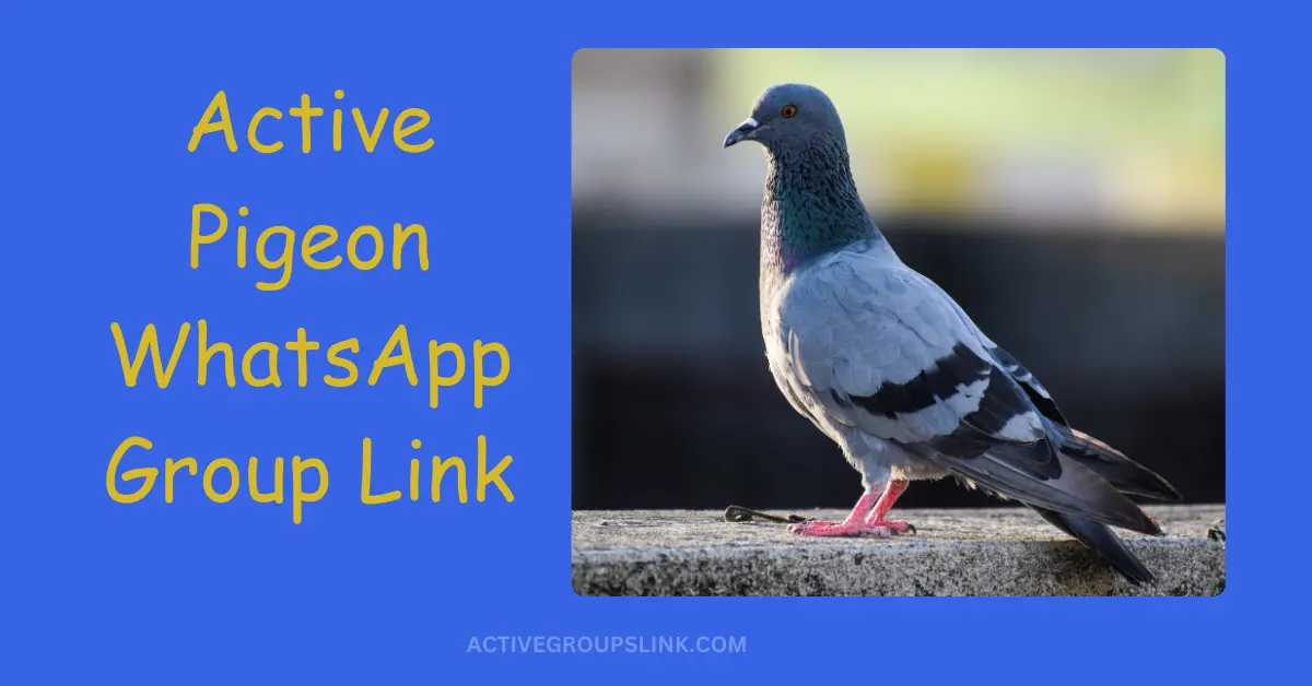 Pigeon whatsapp group link chennai